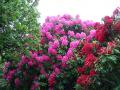 1280px garden with rhododendrons