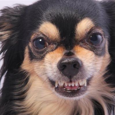 160126 ef7kw chihuahua dents mechant sn1250