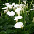 Arum zantedeschia ethiopie jil