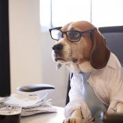 Emmener son chien au travail