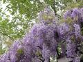 Glycine