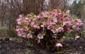 Hellebore orientalis rose plante 2