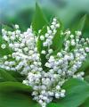 Muguet