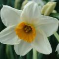 Narcisse geranium 58652 1