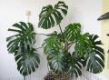 Philodendron