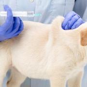 Vaccin clinique veterinaire notre dame bondeville