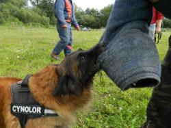 CYNOLOR EDUCATION CANINE CYNOLOR EDUCATION CANINE